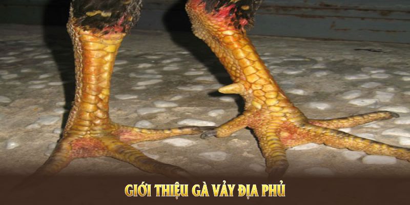Giới thiệu gà vảy Địa Phủ cùng các đặc điểm nổi bật