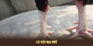 Gà Vảy Địa Phủ Biểu Tượng Của Sức Mạnh Và Đẳng Cấp Trong Chọi Gà